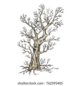 A sketch of the tree on a white background. Drawing illustration. Detached vector tree without leaves
