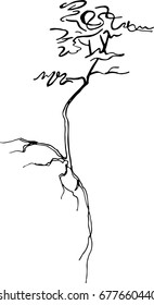 
Sketch of a tree with roots