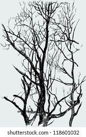 sketch of a trees