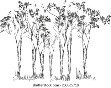 Sketch of trees