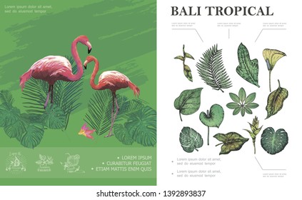 Sketch tropical Bali concept with flamingos beautiful palm banana monstera philodendron frangipani leaves and plants vector illustration
