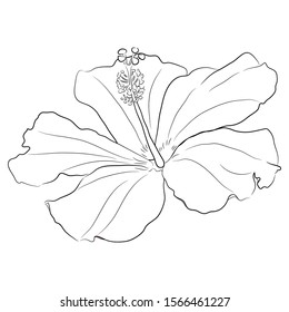 Sketch of tropical Hibiscus flowers. Hand drawn sketch. Vector illustration. Flower isolated on white background. 