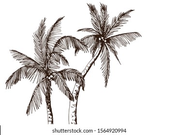 Sketch of tropical palm trees. Hand drawn vector illustration.