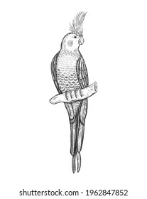 Sketch tropical parrot cockatiel vector illustration. Cockatoo parrot on a branch isolated on white. Freehand sketch black and white exotic bird.