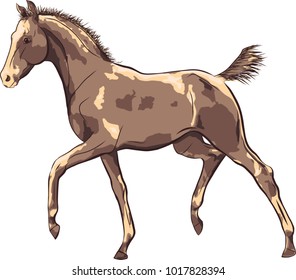Sketch of a trotting foal.