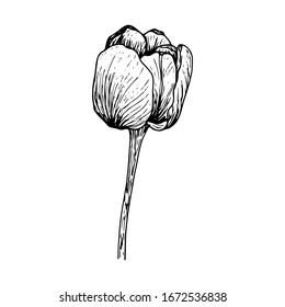 Sketch of a tulip on a stalk. Drawn by hand. Blooming, blossoming flower. Black and white vector illustration in doodle style. Floral design. Elements are isolated on a white background