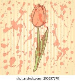 Sketch tulip, vector vintage background eps 10