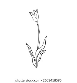 Sketch of tulips. Hand drawn illustration and sketch Tulips flower. Black and white with line art illustration.Idea for business visit card, typography vector,print for t-shirt.