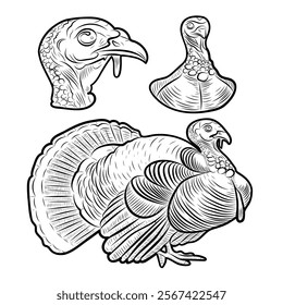 Sketch of a turkey. Different poses of a turkey. Vintage illustration. Element for label, packaging and postcard design.