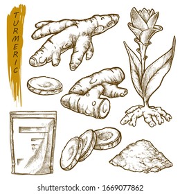 Sketch of turmeric curcuma, spice seasonings root