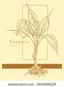 Sketch of turmeric plant vector illustration. Curcuma longa or turmeric. Root, flower and leaves. Vector illustrations