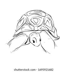 sketch of a turtle laying eggs