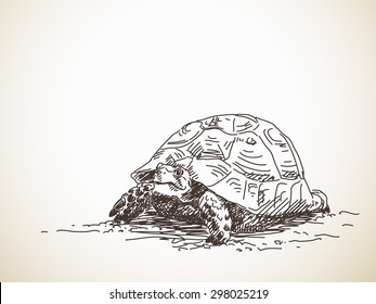 Sketch of turtle. Vector sketch, Hand drawn illustration