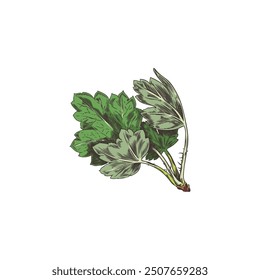 Sketch of a twig of leaves on a white background. A vector illustration depicting a fresh, green element, ideal for promoting the garden and nature.