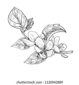 Sketch. Twig sakura blossoms . Vector illustration