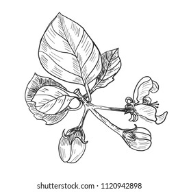 Sketch. Twig sakura blossoms . Vector illustration