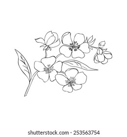  Skizze. Twig sakura blüht. Vektorgrafik