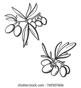 Sketch of two brunch of olives in line art style, vector hand drawn illustration isolated on white background can be used for some coloring book or print or logo
