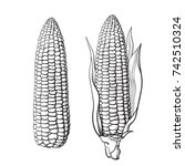 Sketch of two corn cobs. With leaves and without. Ear of corn. Hand drawn vector illustration isolated on white background. 