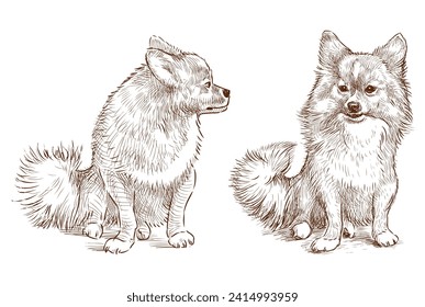 Sketch of two cute fluffy purebred spitz dogs sitting and looking, vector hand drawing isolated on white