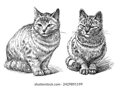 Sketch of two cute realistic domestic cats sitting and looking, black and white hand drawn vector illustration isolated on white