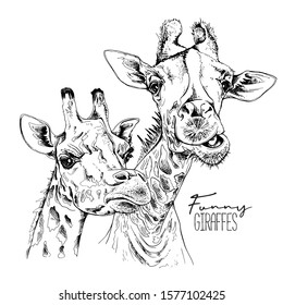 Sketch of a two funny giraffes. Hand drawn style print. Vector black and white illustration.