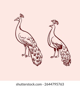 Sketch of two peacocks. Sketch of birds. Ornithology. Wild fauna. Wild birds.