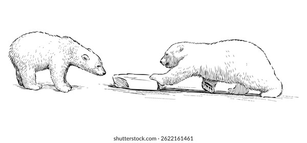Sketch of two polar bear cubs playing with ice, realistic outline hand drawn vector illustration isolated on white