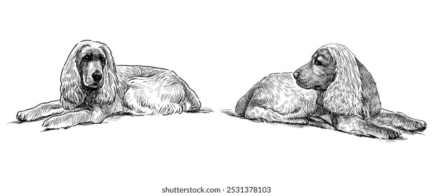 Bosquejo de dos perros de raza pura spaniels acostados y mirando, Ilustración vectorial dibujada a mano realista aislada en blanco