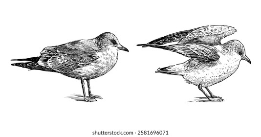 Sketch of two sea gulls standing, profile, realistic hand drawn, vector illustration isolated on white