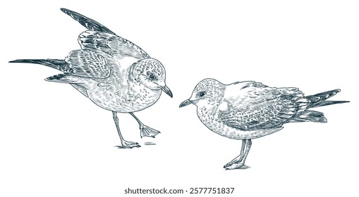 Sketch of two seagull birds, walking, realistic hand drawing, vector