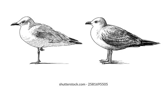 Sketch of two seagulls standing, profile, realistic hand drawn, vector illustration isolated on white