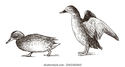 Sketch of two wild ducks walking, standing, side view, realistic hand drawn vector illustration isolated on white