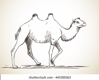 Sketch of two-hump camel, Hand drawn illustration