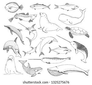 Sketch various sea creatures. Turtle, whale, walrus, dolphin and others. Vector