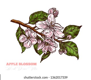 Sketch vector apple blossom sprig.  Floral vintage hand drawn style illustration. Honey flower drawing isolated on white background
