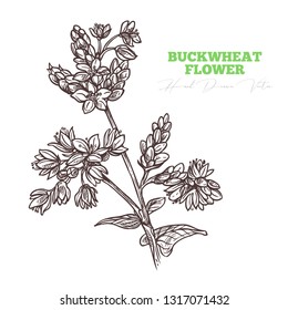 Sketch Vector Buckwheat Flower Sprig.  Floral Vintage Engraving Hand Drawn Style Illustration. Honey Plant Drawing Isolated On White Background