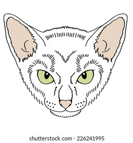 sketch vector cat