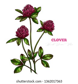 Sketch vector clover flower sprig.  Floral vintage engraving hand drawn style illustration. Honey plant drawing isolated on white background