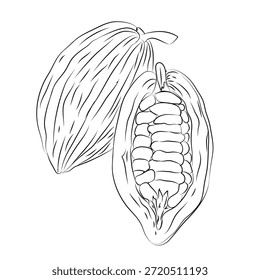 Dibujo de líneas de granos de cacao dibujado a mano, conjunto de diseño de pintura a mano, formato EPS, dibujo de contorno para el Vector de granos de cacao, conjunto de iconos dibujados a mano Doodle, dibujo de contorno de la rama de granos de cacao, dibujo de contorno de granos de cacao, conjunto de diseño de Vector