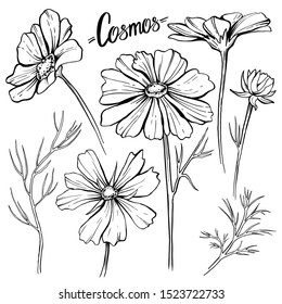 A sketch of the vector cosmea flowers, for the design of wedding invitations, cards, posters, posters, banners. Fashionable botanical illustration, bud, flower, leafing.