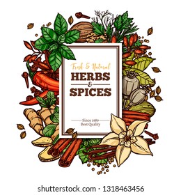 Sketch vector design templates with herbs and spices, hand drawn colorful illustration of ginger, rosemary, mint, vanilla, cinnamon, chili pepper. Background and poster with food healthy ingredients