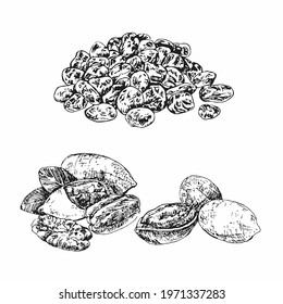 Sketch Vector hand drawn raisins and pecans on white background. Vector vintage sketch style illustration. 