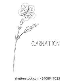Sketch vector illustration of carnation flower in doodle style. Botanical medicinal herbs. A trendy rustic plant.
