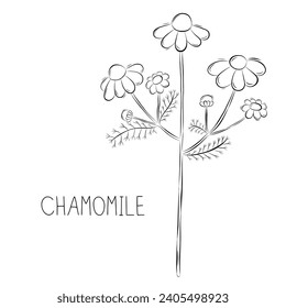 Sketch vector illustration of chamomile flower in doodle style. Botanical medicinal herbs. A trendy rustic plant.