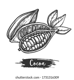 Sketch vector illustration of cocoa fruit or cacao pod with leaves and beans. Sliced fetus of criollo or trinitario plant. Chocolate and coffee, tropical harvest. Healthy nutrition and botany theme