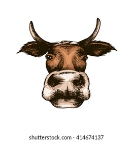 sketch vector illustration of cow isolated white background. Animals's head silhouette image in retro style