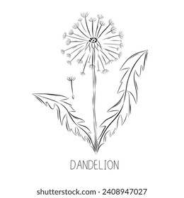 Esbozar ilustración vectorial de la flor de diente de león en estilo doodle. Hierbas medicinales botánicas. Una planta rústica de moda.