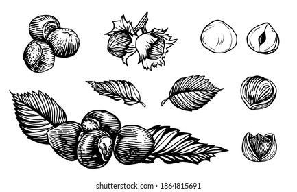 Esbozar ilustración vectorial de avellanas. Estilo de grabado a mano dibujado con nueces cerradas y abiertas.