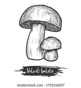 Sketch vector illustration or icon of mushroom. Velvet or variegated bolete edible shroom. Forest plant with cap. Wood fungus for cook or recipe icon. Sketching of cooking ingredient